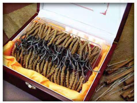 环江冬虫夏草回收